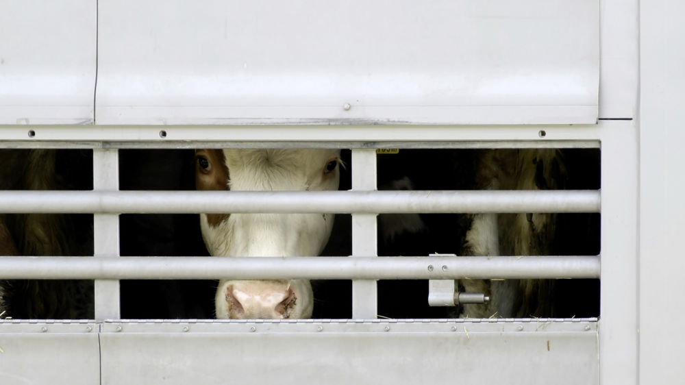 Depuis 2016, les négociants doivent composer avec une diminution du cheptel bovin de 850 000 têtes.